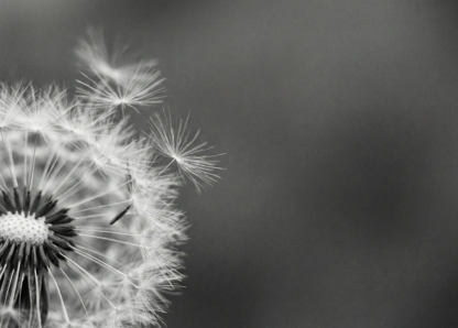 Stiller Aufbruch, Pusteblume