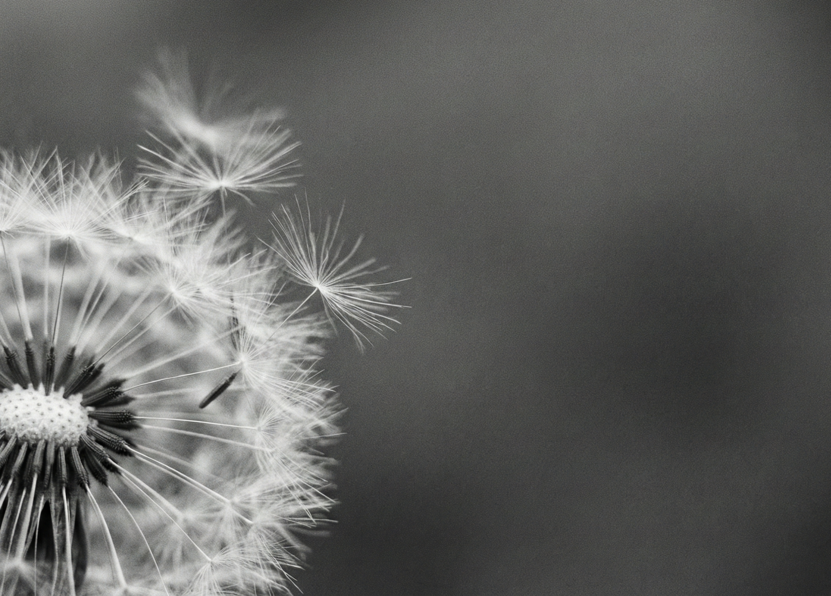 Stiller Aufbruch, Pusteblume