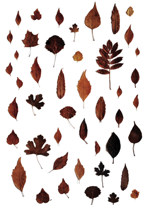 Signs of Autumn - Postkarte mit Herbstblättern verschicken